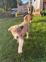 Border Collie dogs - Advert 5