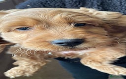 Cockapoo dogs for sale: Cockapoo Puppies - Image 4