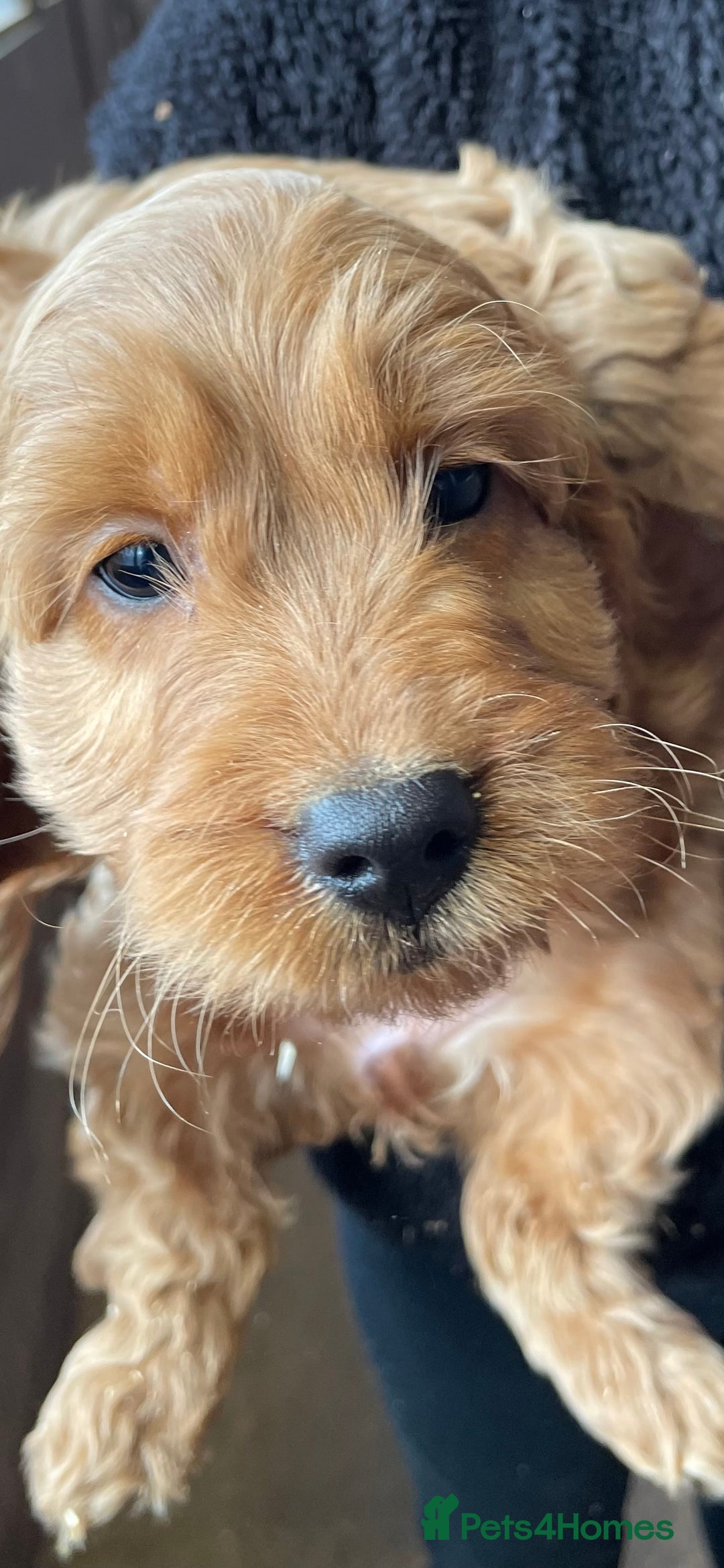 Cockapoo dogs for sale: Cockapoo Puppies - Image 4