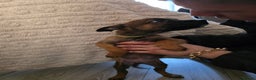 Belgian Shepherd Dog dogs for sale: Belgian malinois - Advert 3