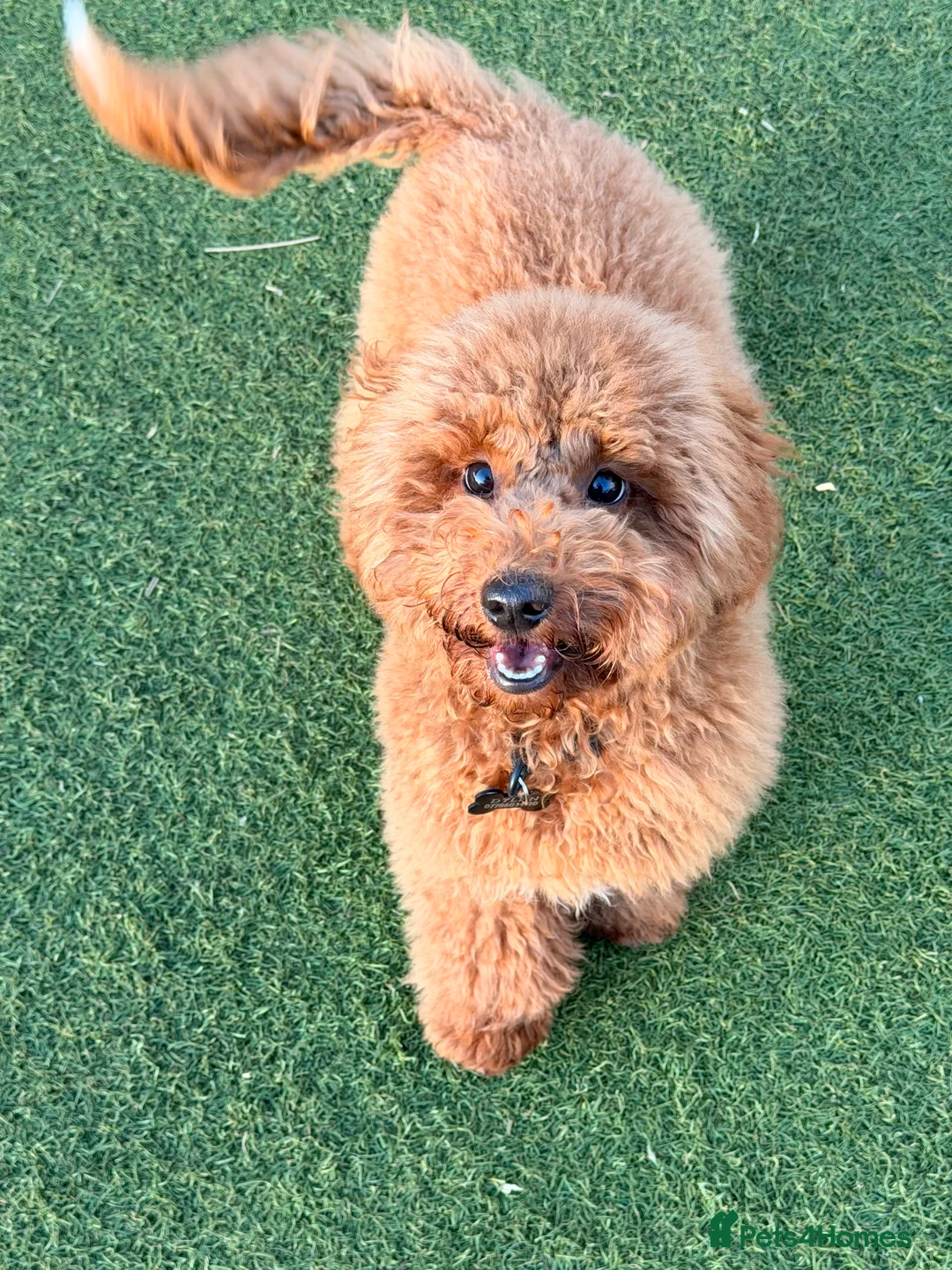 Poochon dogs for sale: Stunning deep red & apricot Poochon puppies - Advert 6