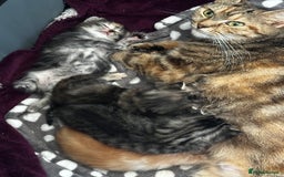 Domestic Shorthair cats for sale: 4 beautiful kittens, 2 boys and 2 girls - Image 11