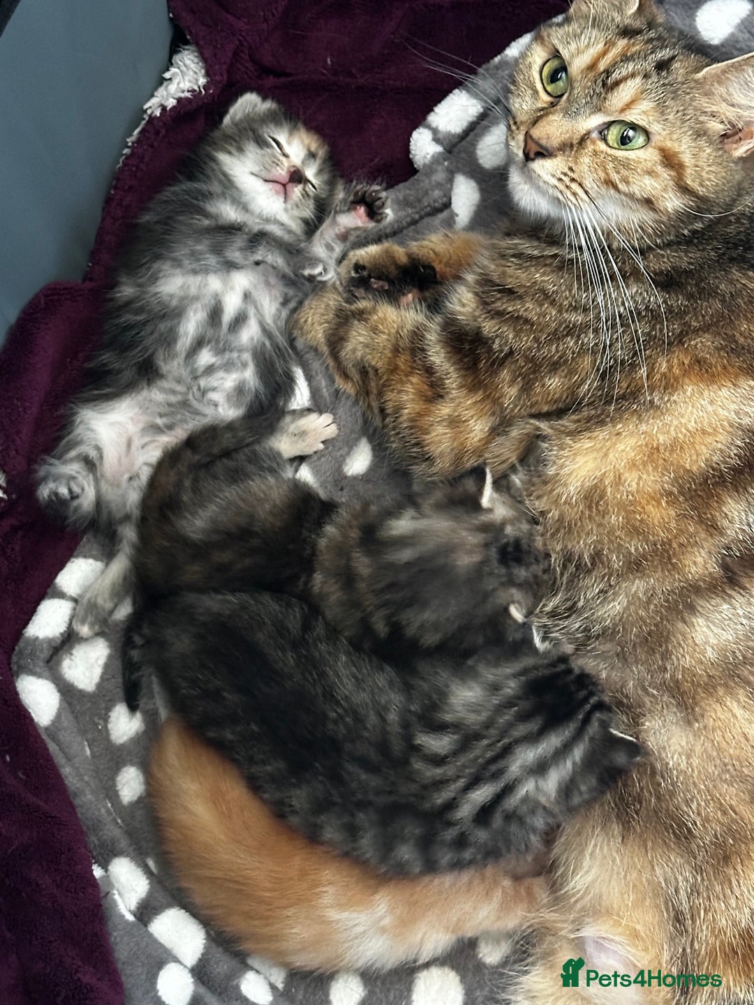 Domestic Shorthair cats for sale: 4 beautiful kittens, 2 boys and 2 girls - Image 11