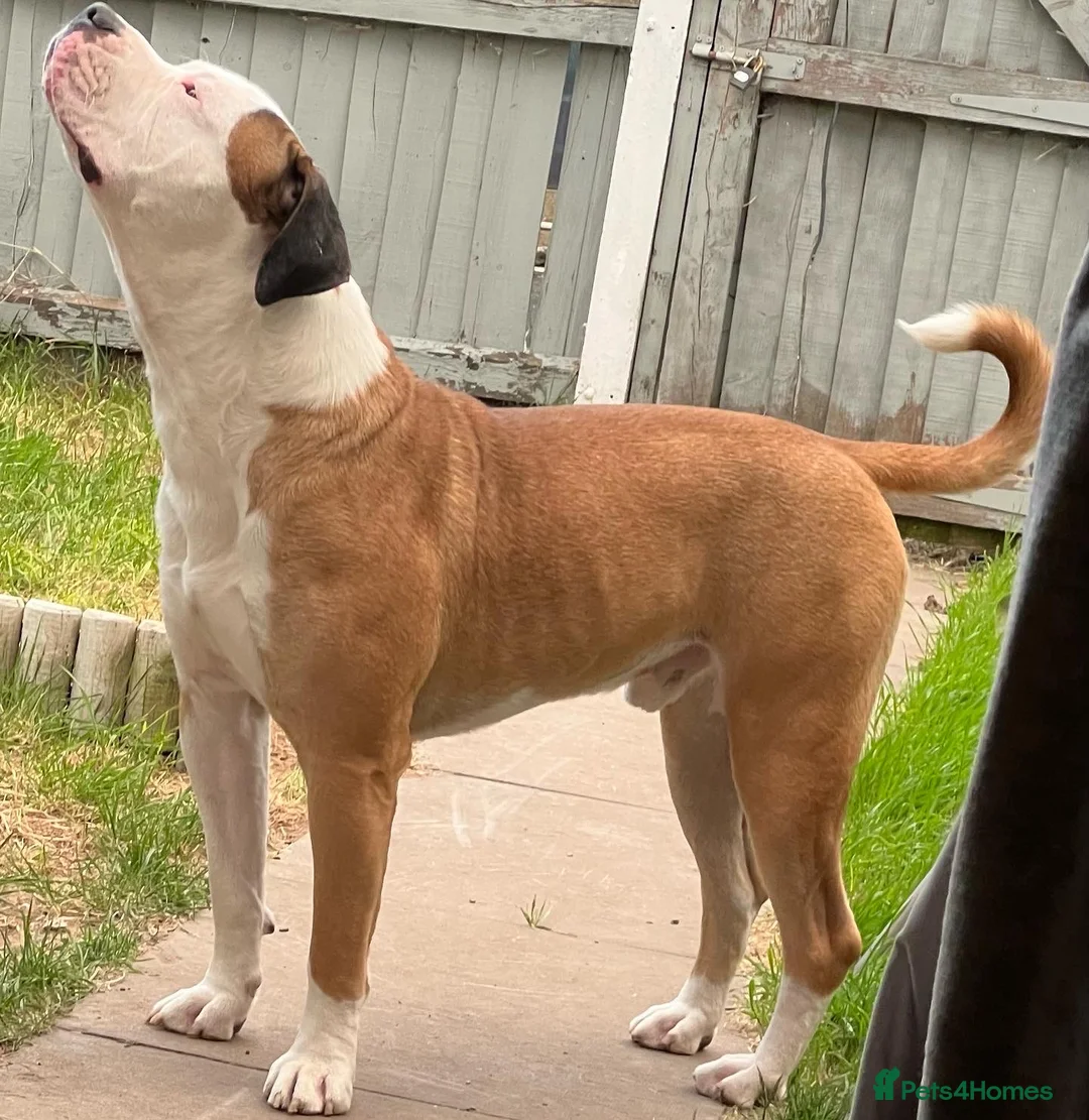 American Bulldog dogs for stud: NKC American Bulldog for Stud in Birmingham - Advert 6
