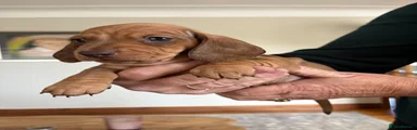 Miniature Dachshund 3