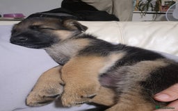 German Shepherd dogs for sale: Last German Shepherd girl remaining  - Image 8