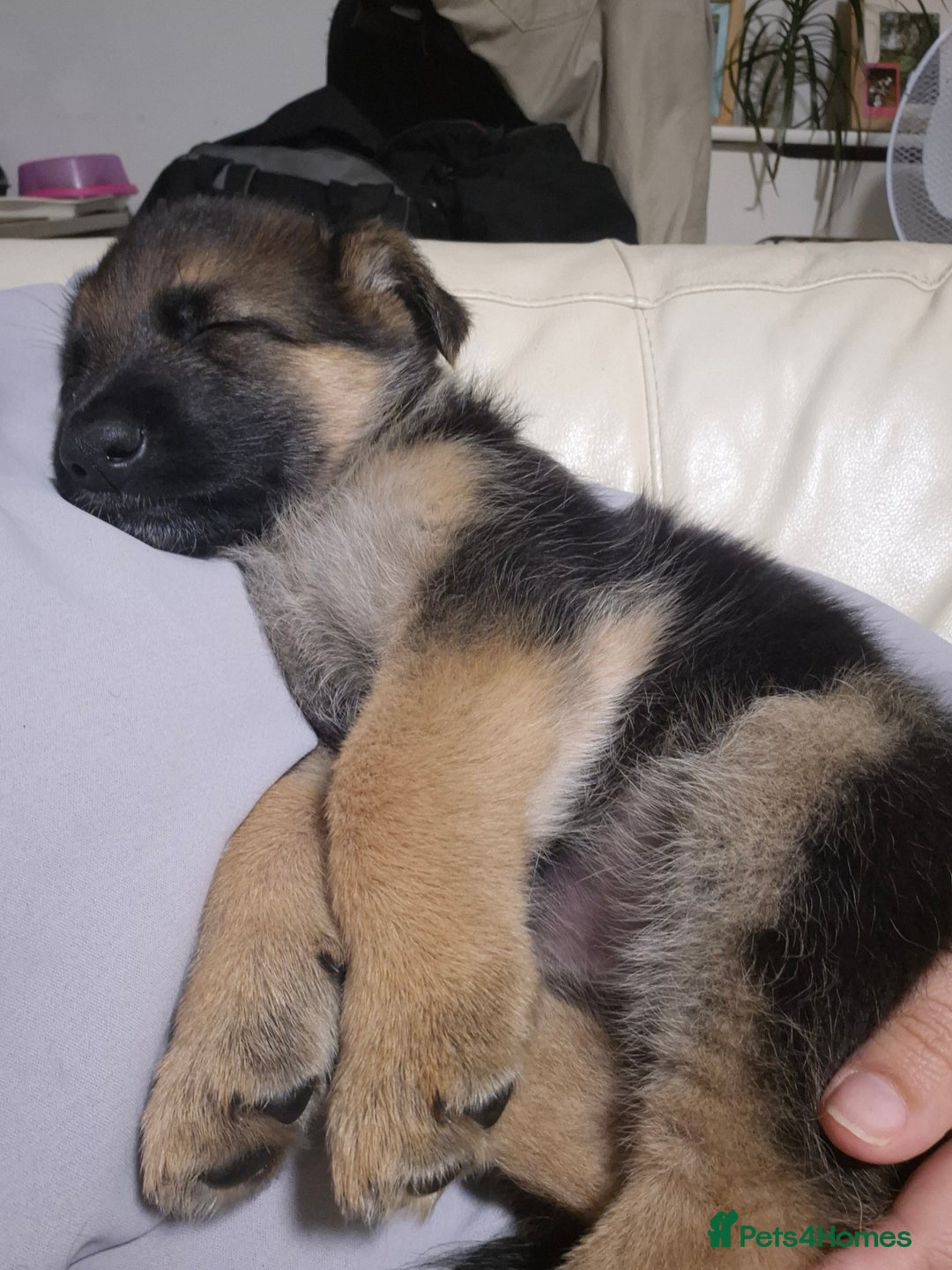 German Shepherd dogs for sale: Last German Shepherd girl remaining  - Image 8