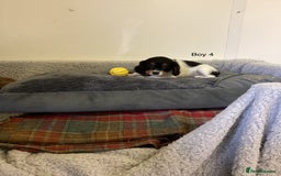 Cockalier dogs for sale: Cockalier  - Image 9