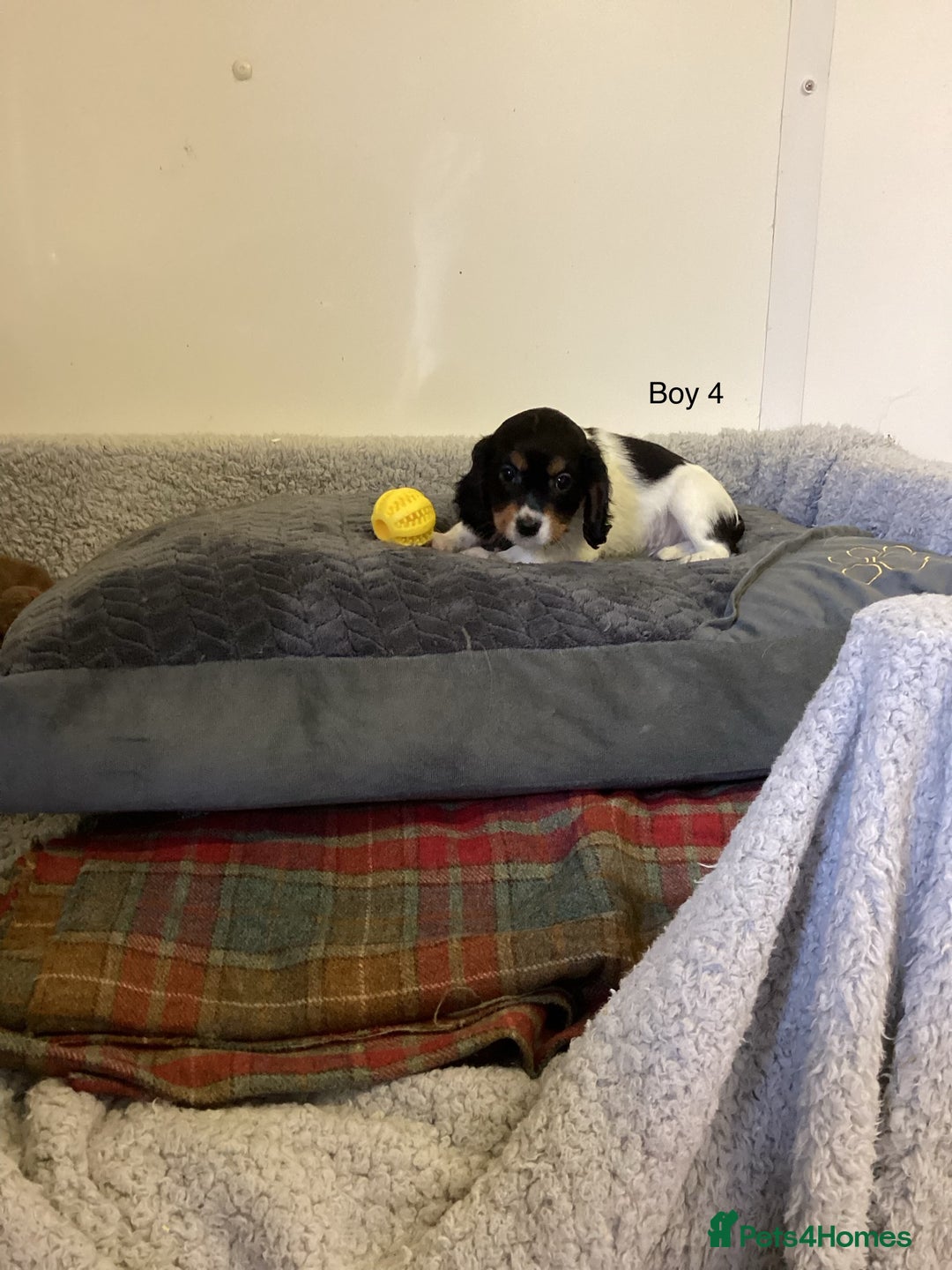 Cockalier dogs for sale: Cockalier  - Image 9