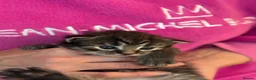 British Shorthair cats for sale: Beautiful Family Raised Kittens  - Advert 11