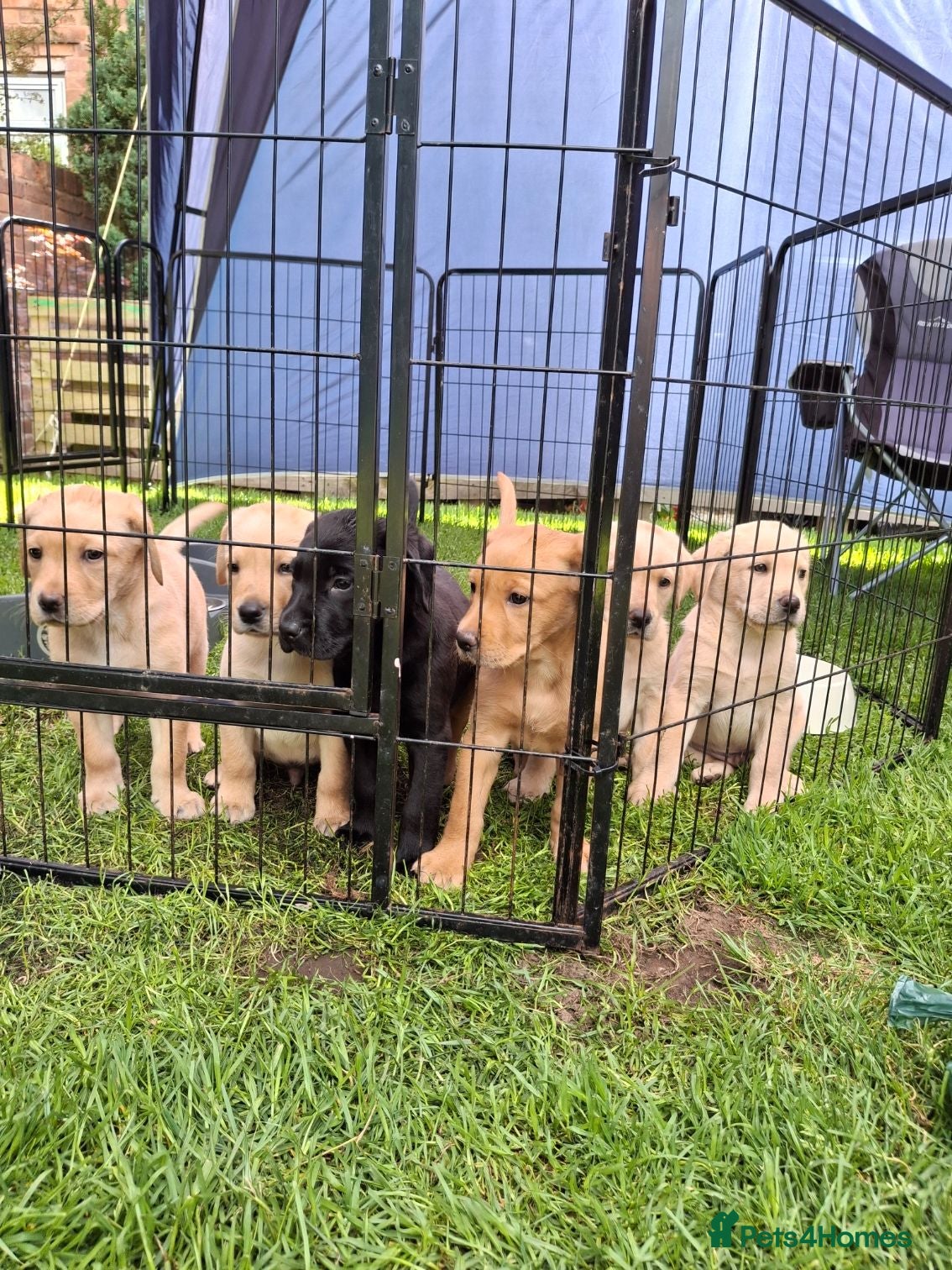 Labrador Retriever dogs Labrador Pups KC Reg.  - Advert 2