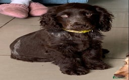 Cocker Spaniel dogs for sale: 100% Kc Show Cockers (Health Tested Clear) - Image 1