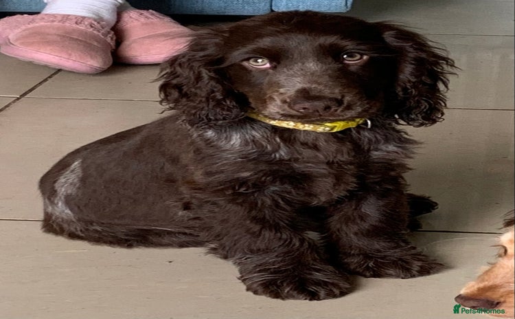 Cocker Spaniel dogs - Advert 5