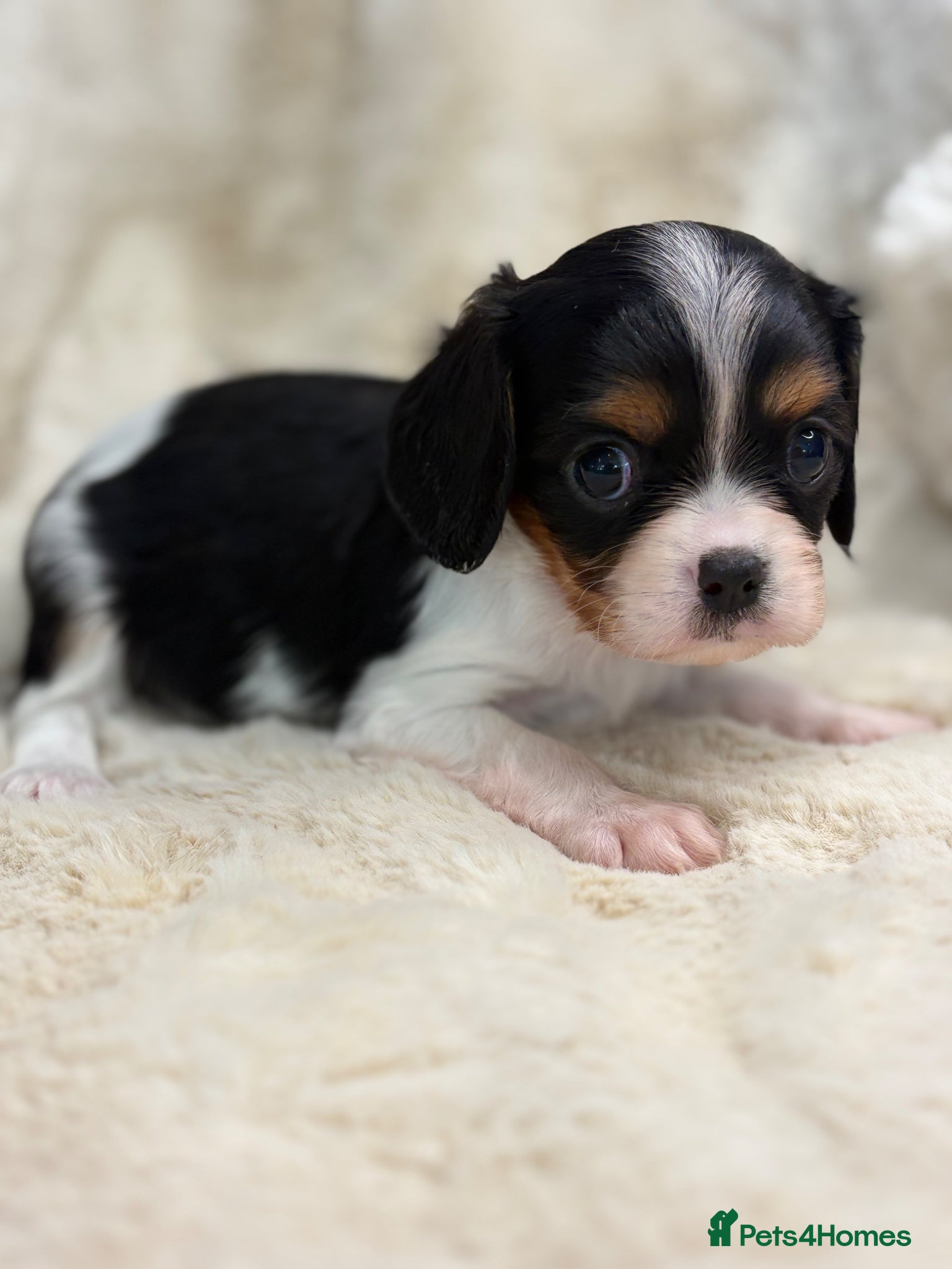 Cavalier King Charles Spaniel dogs Health tested cavalier pups  - Advert 2