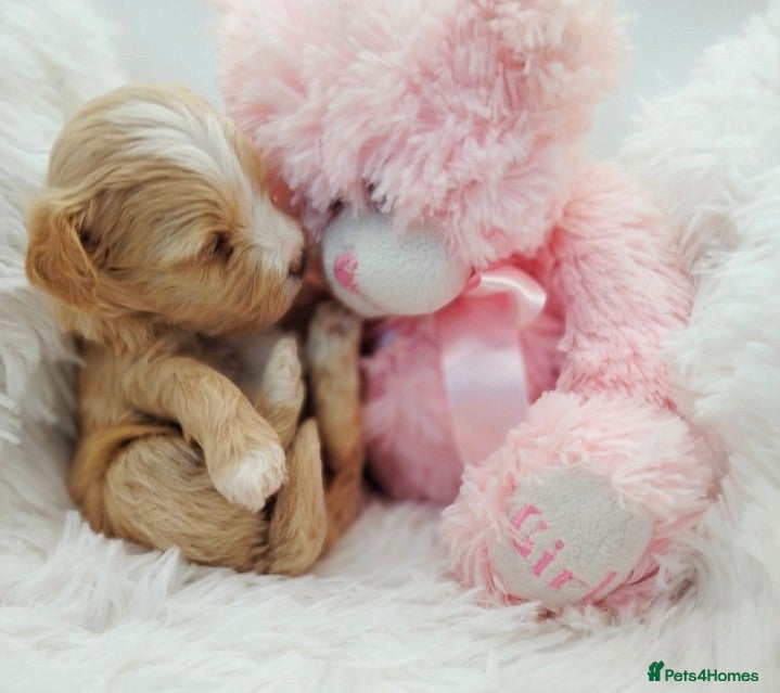 Maltipoo dogs Stunning F1 Maltpoo's Fully Health Tested - Advert 3