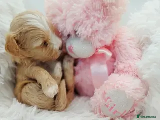 Maltipoo dogs Stunning F1 Maltpoo's Fully Health Tested - Advert 4