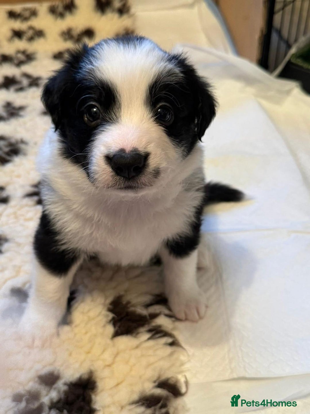 Border Collie dogs for sale: Border Collie Puppies - Advert 15