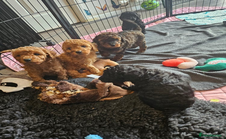 Miniature Poodle dogs Beautiful Health Tested Poodles - Advert 3