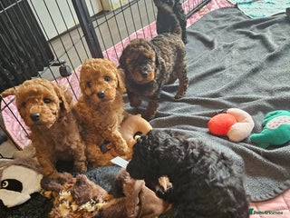 Miniature Poodle dogs Beautiful Health Tested Poodles - Advert 5