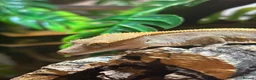 Gecko reptiles for sale: Crested gecko in Worksop - Advert 1