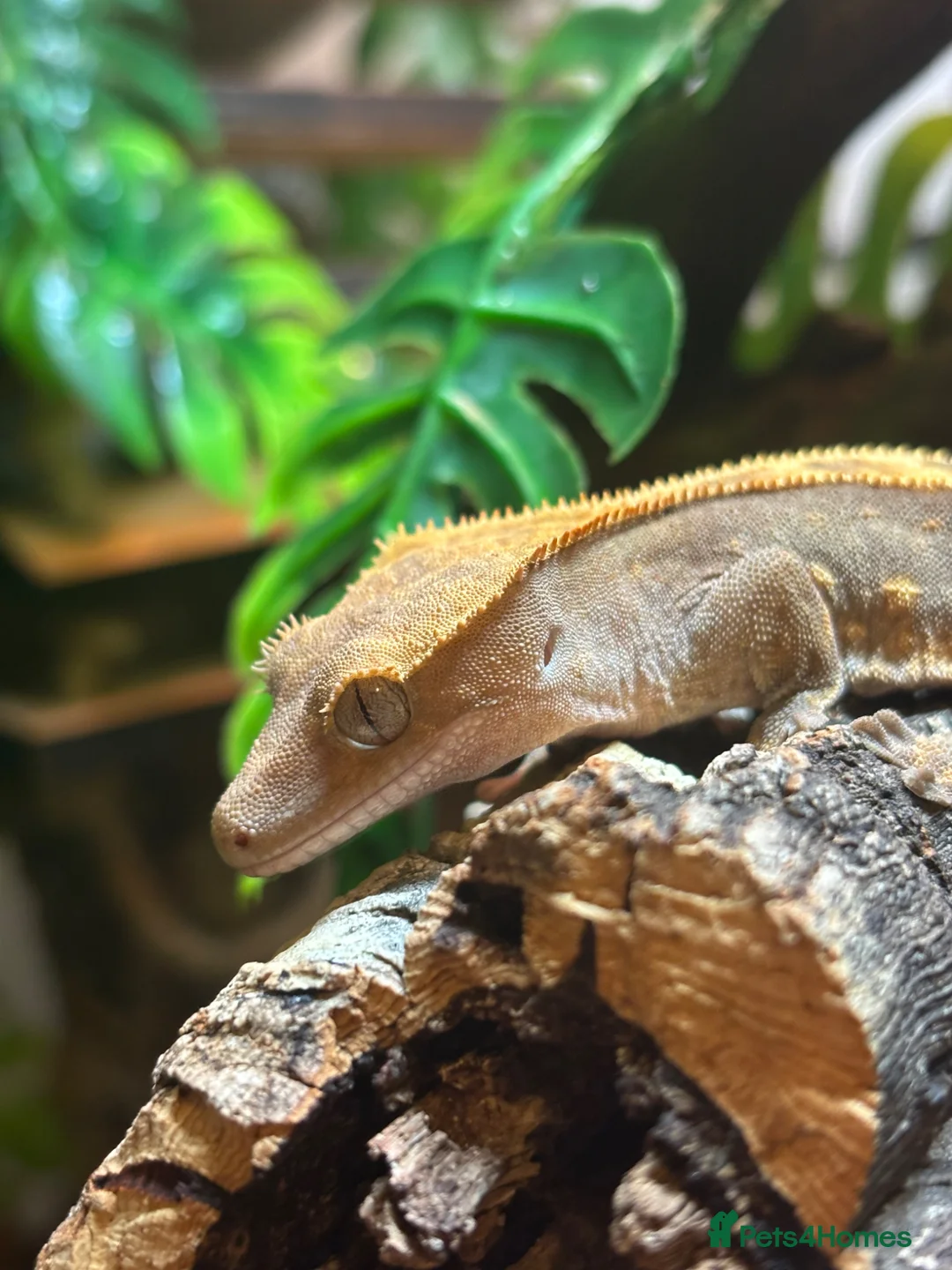 Gecko reptiles for sale: Crested gecko in Worksop - Advert 1