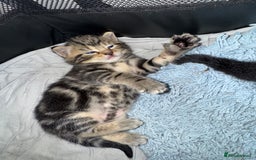 British Shorthair cats for sale: 2 boys one girl for sale  - Image 10