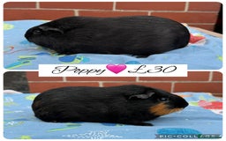Guinea Pig rodents for sale: Female guinea pigs  - Image 15