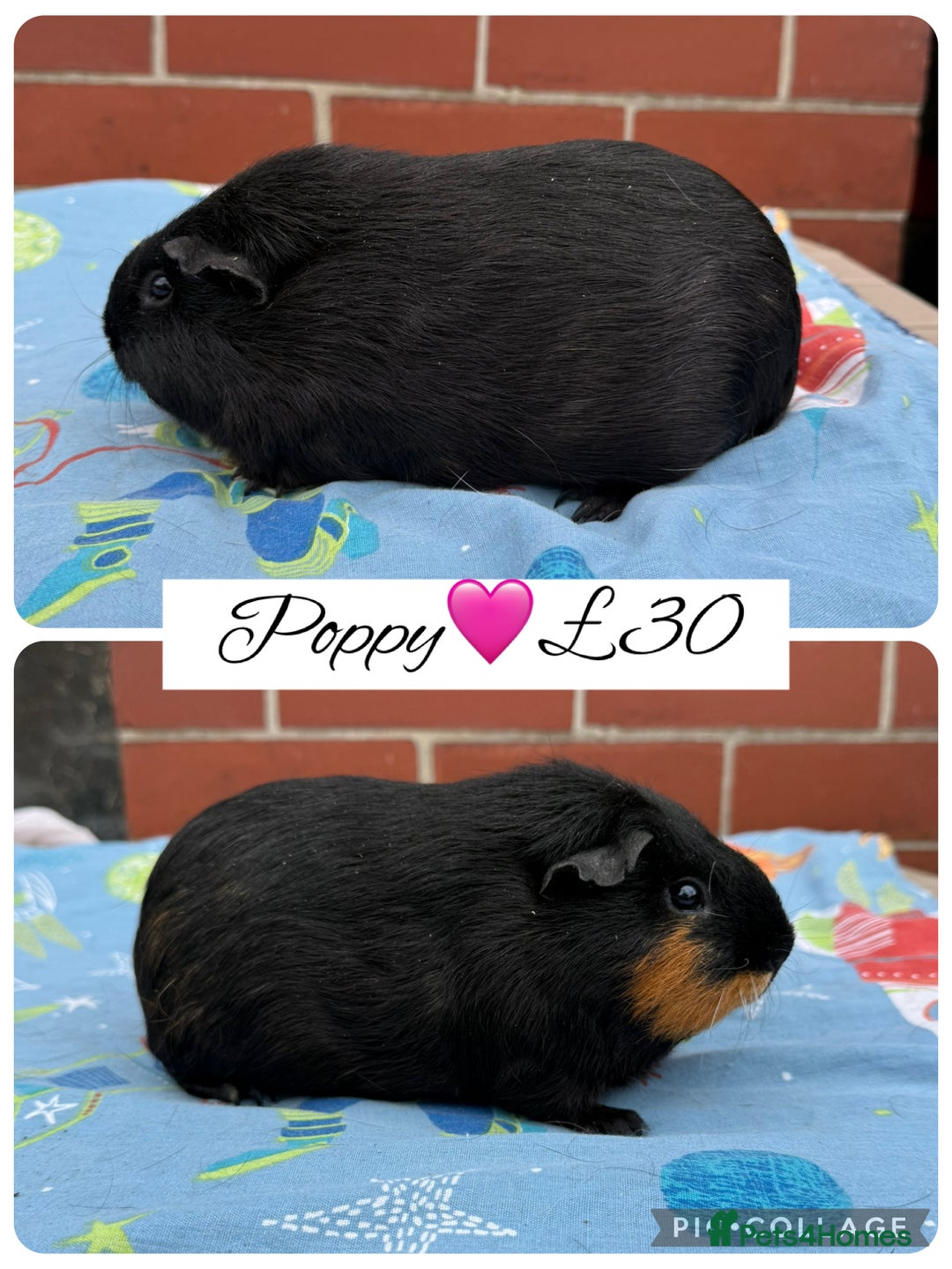 Guinea Pig rodents for sale: Female guinea pigs  - Image 15