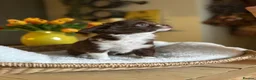 Chihuahua dogs for sale: 🐾 Long-Haired Chihuahua Girls – Betsy & Binky 🐾 - Advert 3