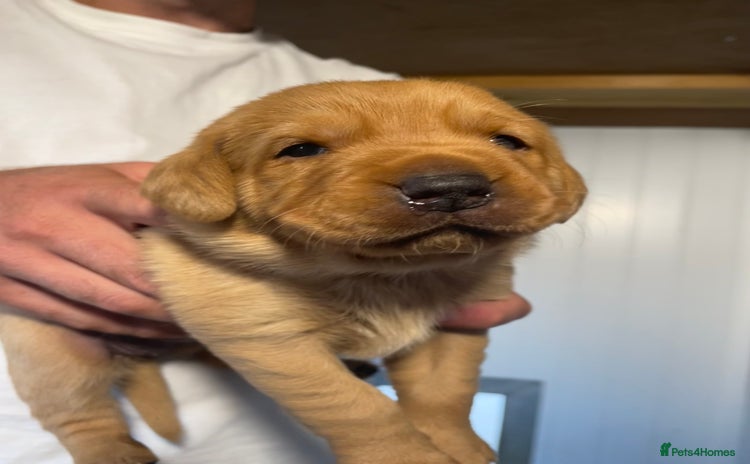 Labrador Retriever dogs - Advert 6