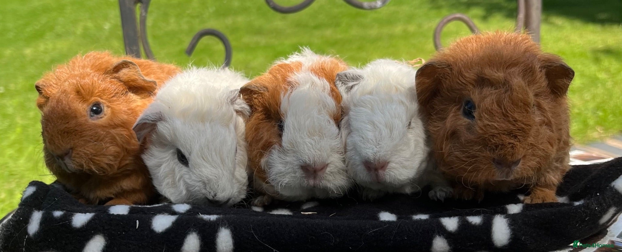Guinea Pig rodents Guinea pigs 🐹  - Advert 3