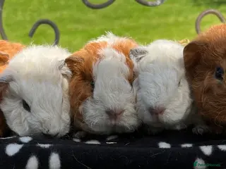 Guinea Pig rodents Guinea pigs 🐹 - Advert 3
