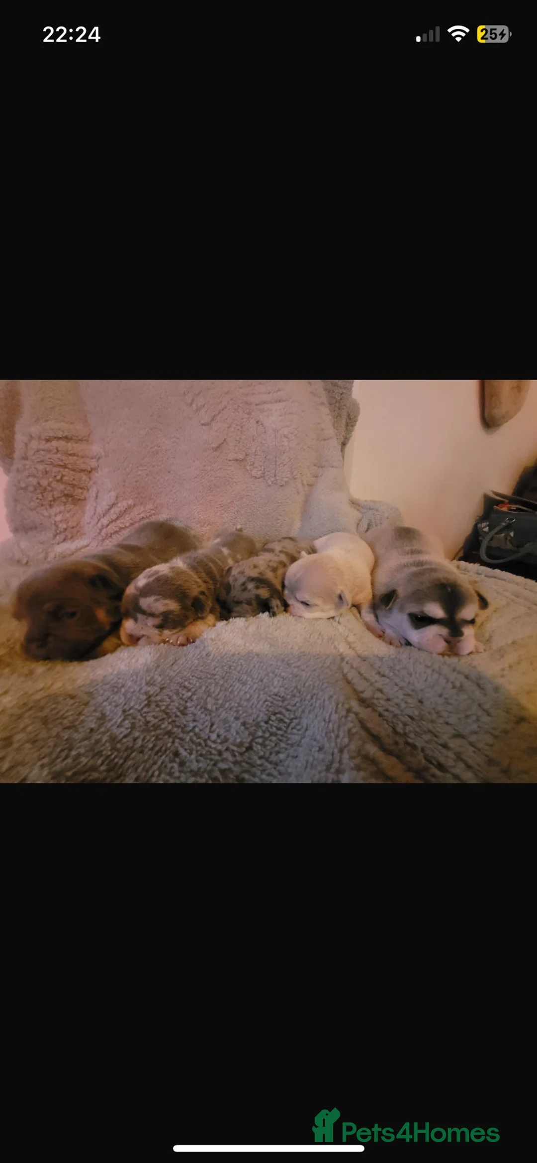 French Bulldog dogs for sale: French bulldog puppies  - Advert 2