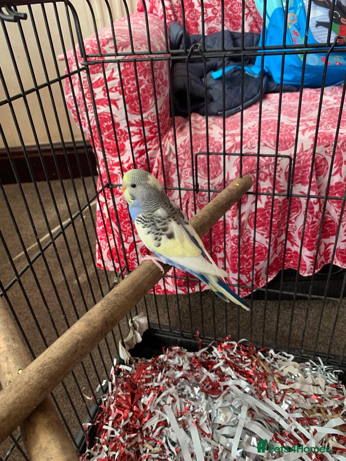 Budgerigars birds Female budgie with cage and food - Advert 1
