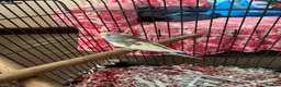 Budgerigars birds for sale: Female budgie with cage and food in Birmingham - Advert 1