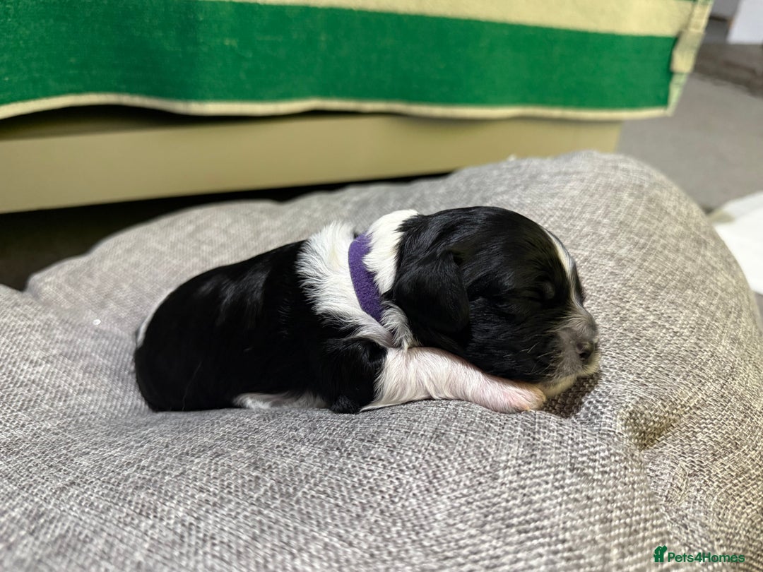 Mixed Breed dogs for sale: Beautiful Cocka/Cavapoo puppies.  - Advert 12