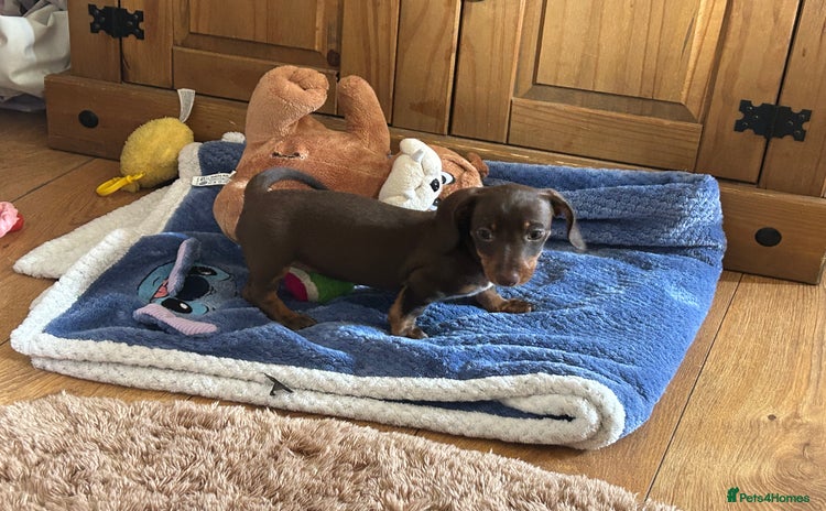 Dachshund dogs - Advert 10