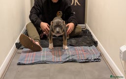 American Bully dogs for sale: GrCh Big Bounty x TIKTOK litter - Image 13