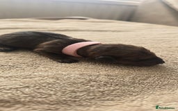 Miniature Dachshund dogs for sale: Miniature dachshund  - Image 3