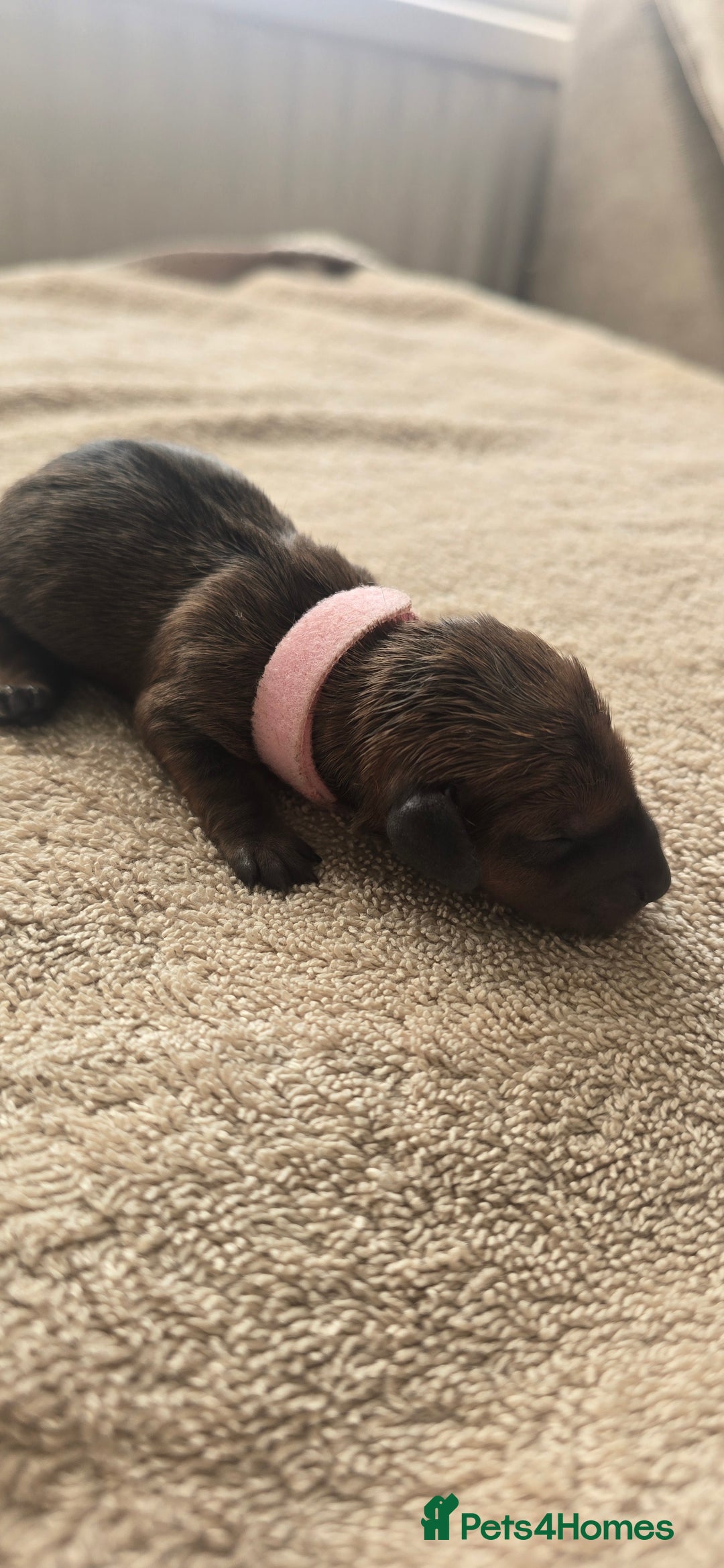 Miniature Dachshund dogs for sale: Miniature dachshund  - Image 3