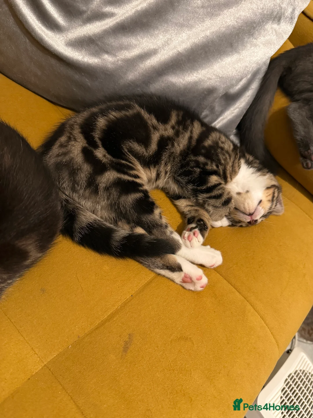 British Shorthair cats for sale: 3 cute and friendly kittens. 1 grey, 2 tabby - Advert 11