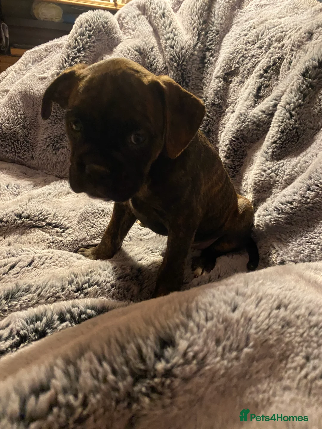 Mixed Breed dogs for sale: 🧬Kc reg mum black boxer & mini boxer pups 🤩 8wk - Advert 8