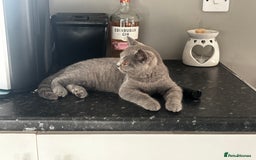 British Shorthair cats for sale: Adorable kittens READY NOW in Wakefield - Image 24
