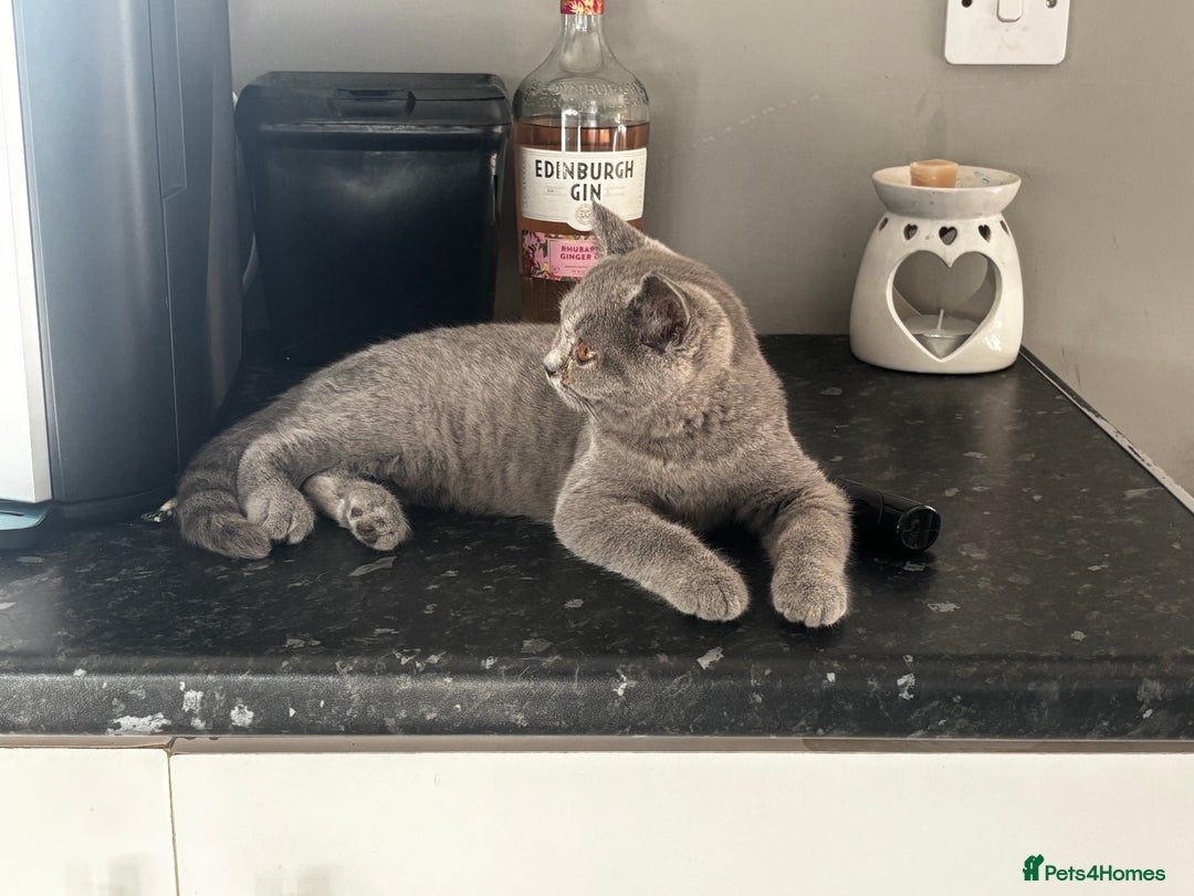 British Shorthair cats for sale: Adorable kittens READY NOW in Wakefield - Image 24