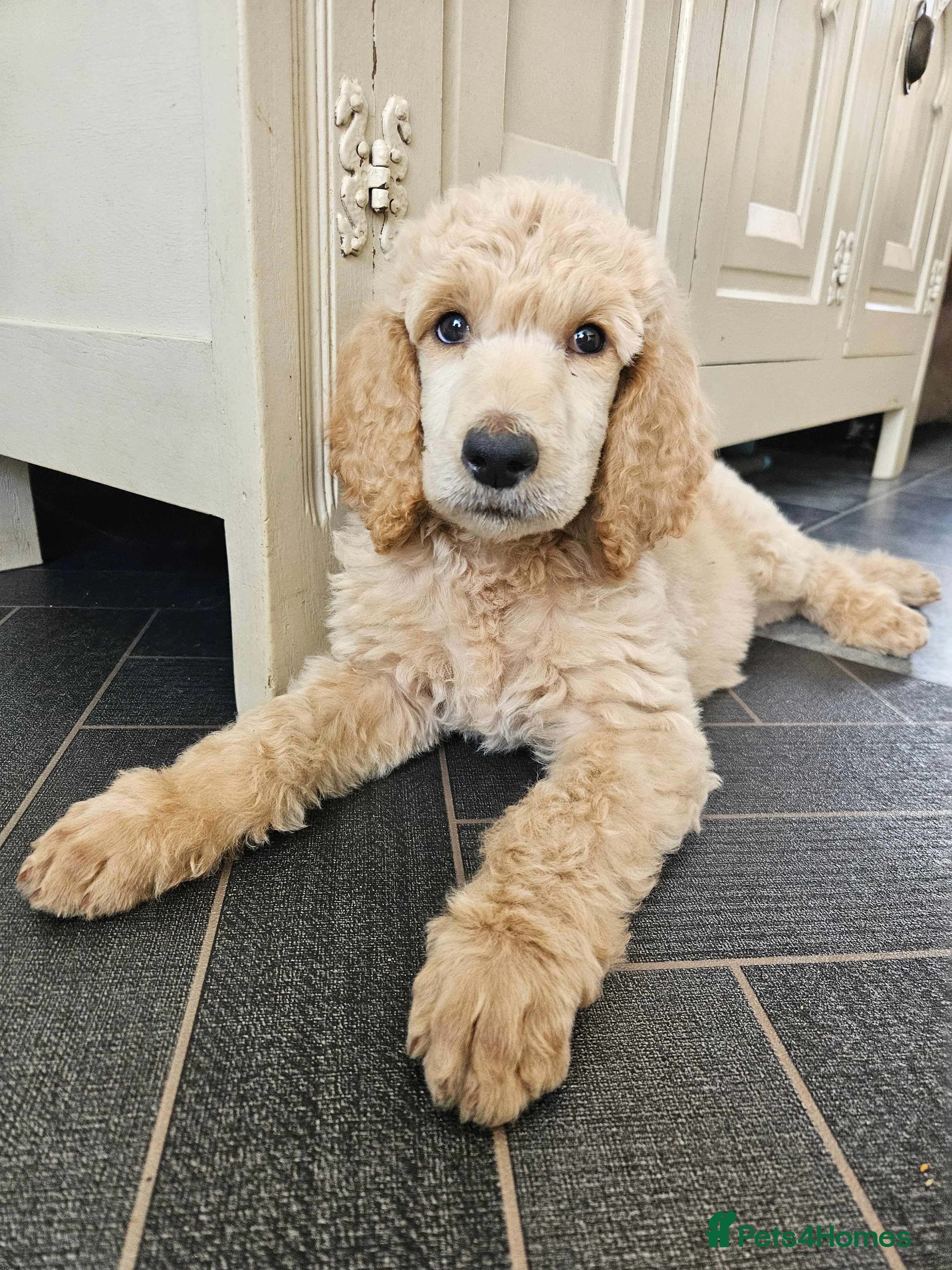 Standard Poodle dogs 🩵Ready Soon🩵Standard poodle boys🩵 - Advert 1