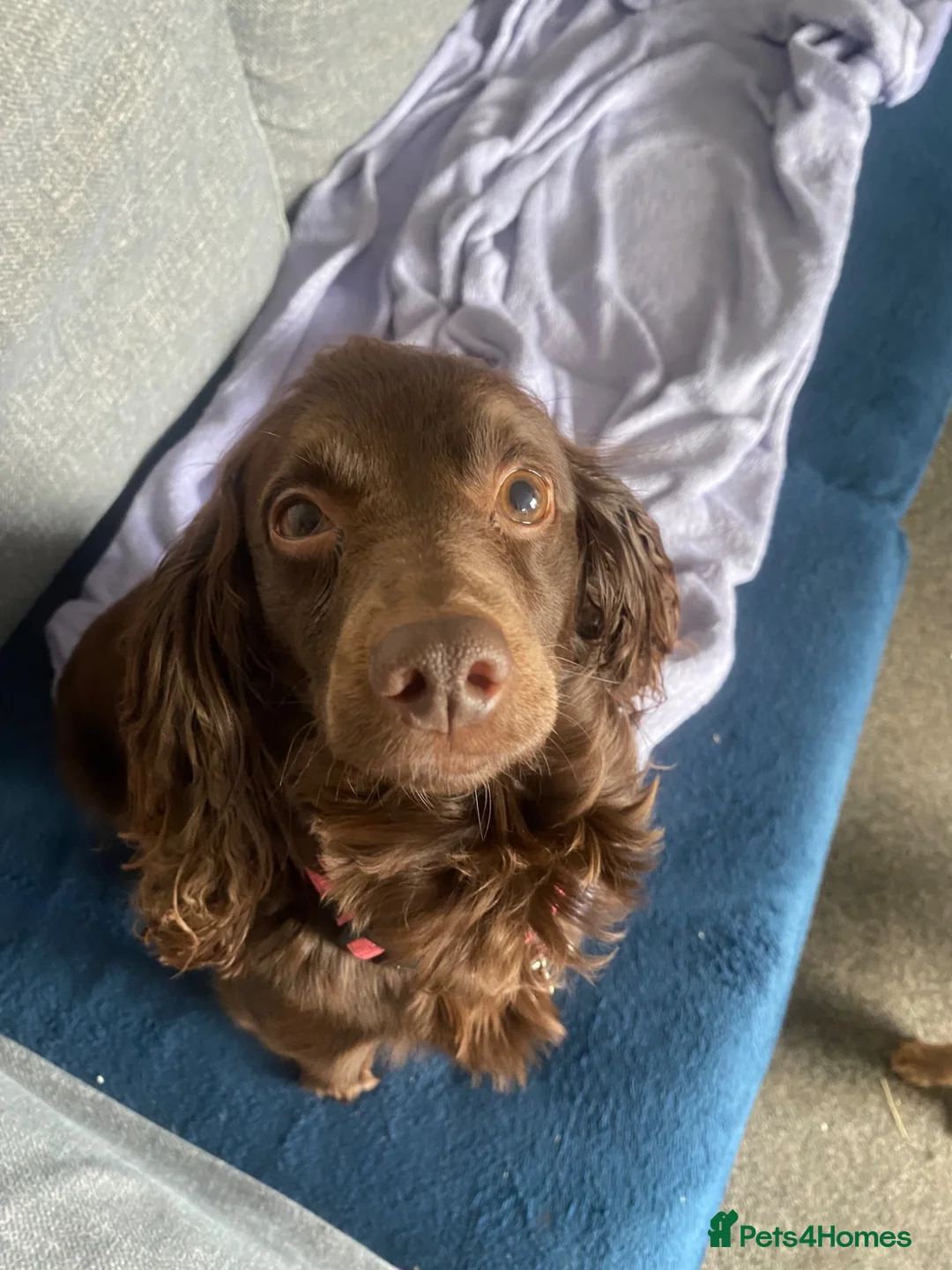Cockapoo dogs for sale: Cockapoo puppies for sale  in Wigan - Advert 2