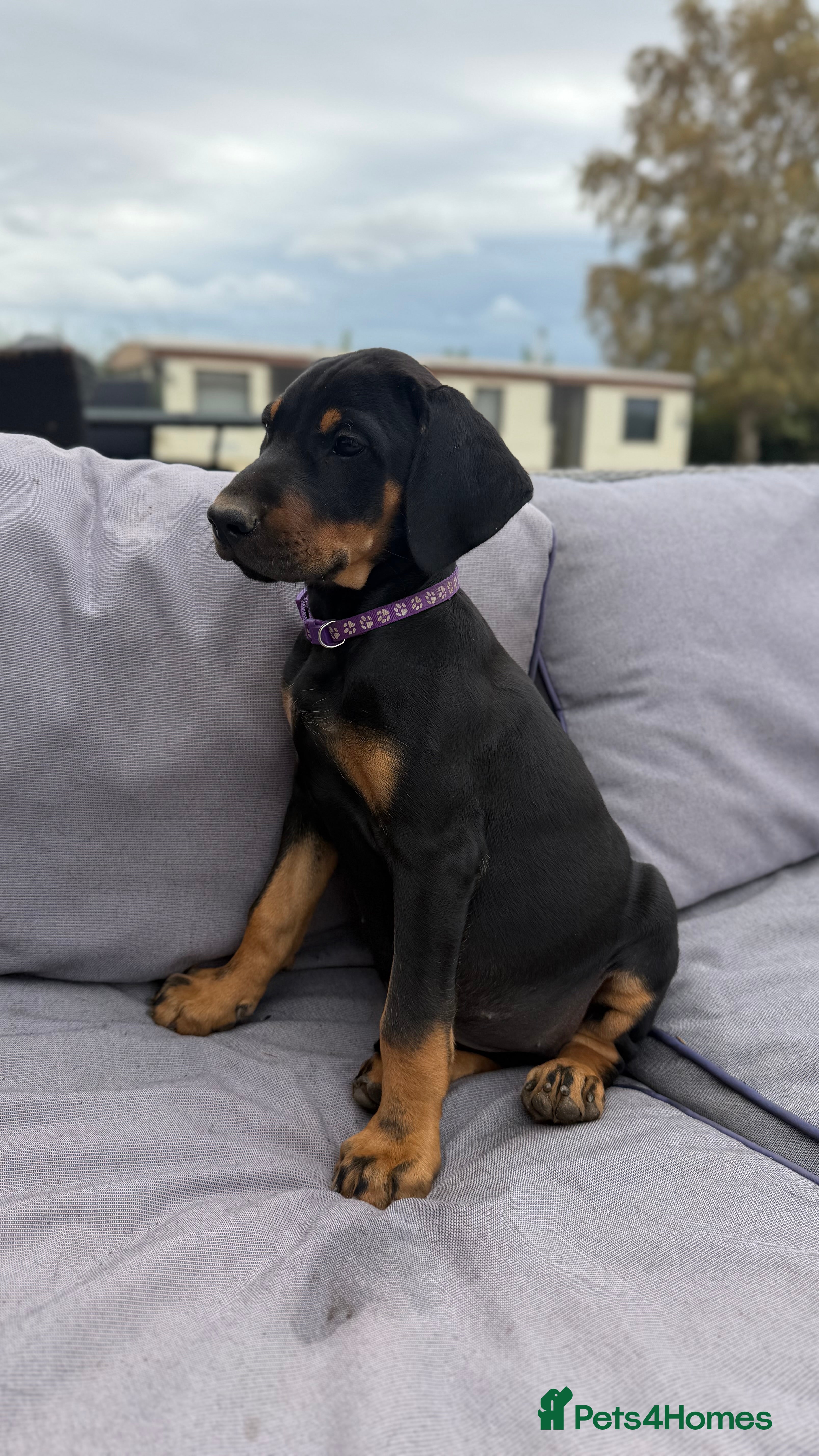 Mixed Breed dogs Stunning Doberway puppies ✨ - Advert 1