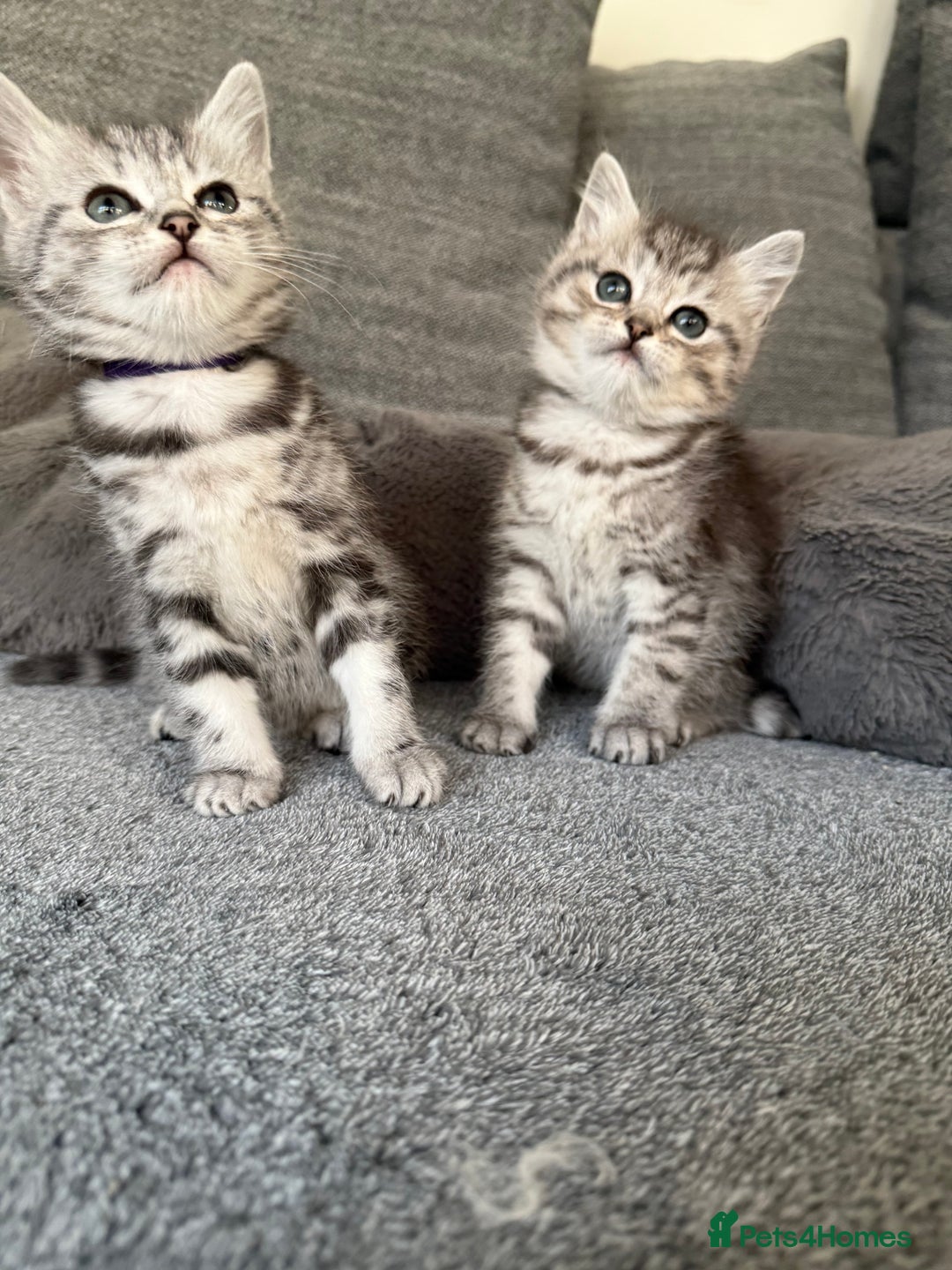 Mixed Breed cats for sale: Kittens for sale  - Advert 6
