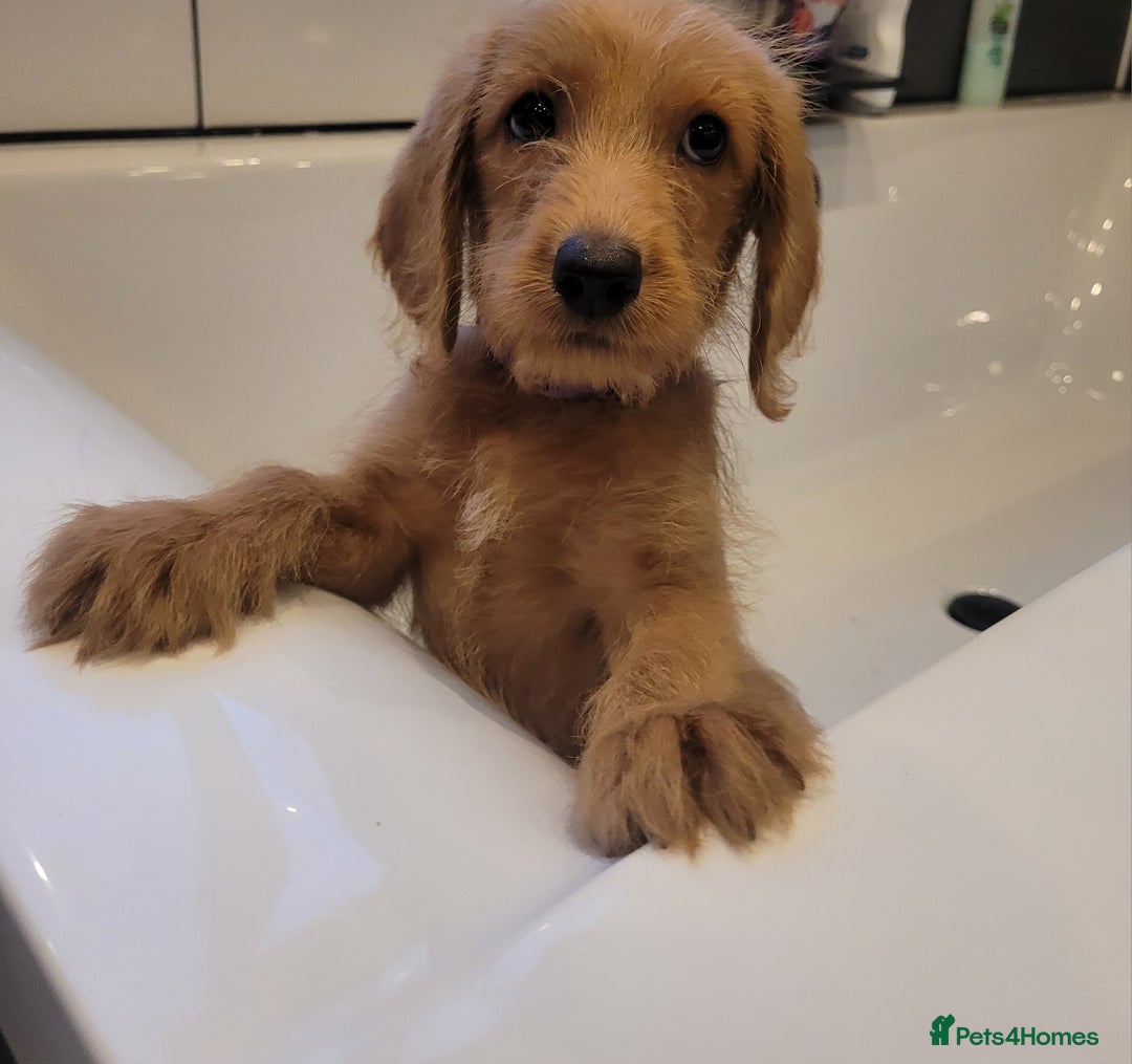 Labradoodle dogs for sale: F1 Miniature labradoodles 4 GIRLS LEFT  - Image 4