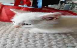 Mixed Breed cats for sale: White kitten.  - Image 8